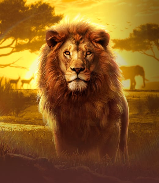Safari Wilds